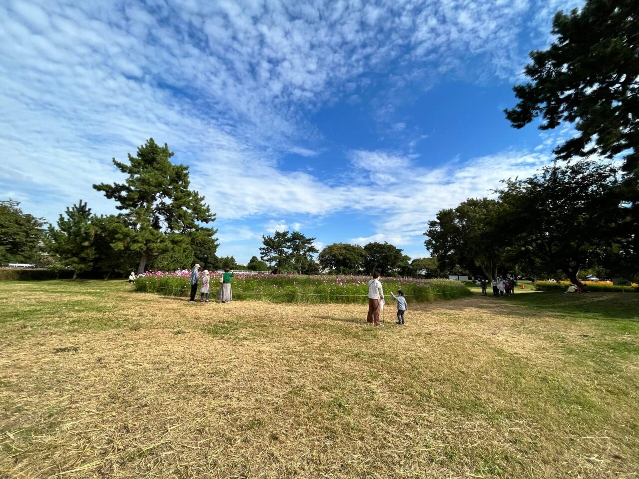 武庫川髭の渡しコスモス園