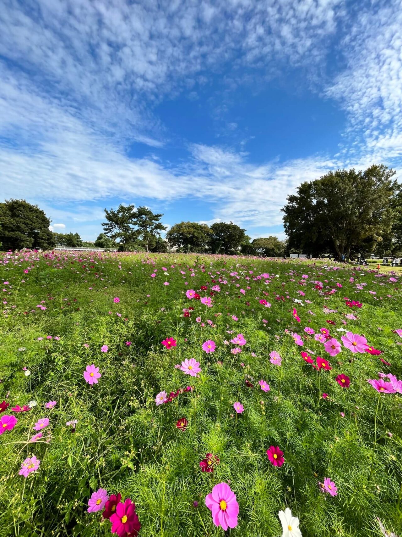 武庫川髭の渡しコスモス園センセーションダズラ