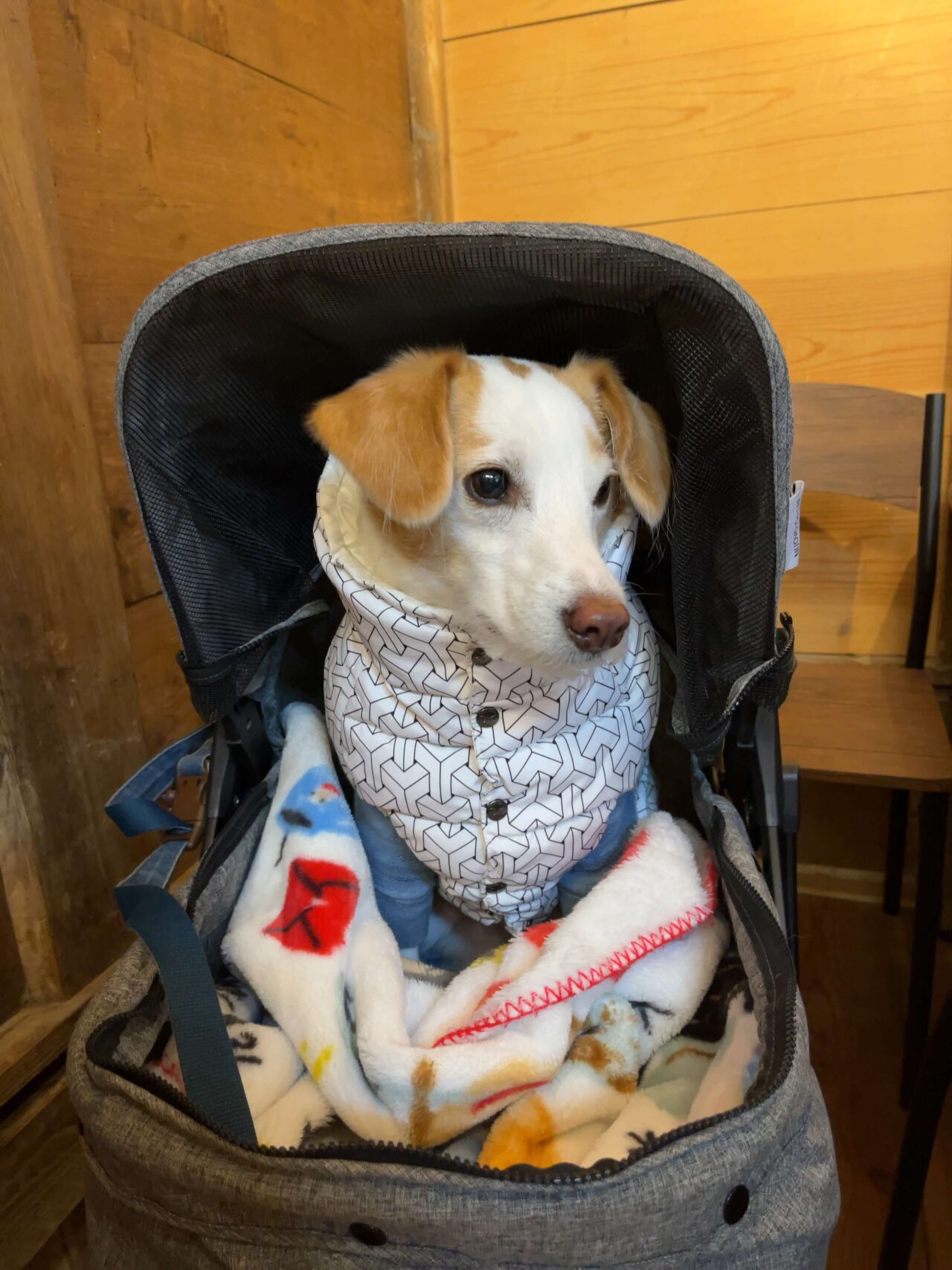 犬とおでかけドギゴー