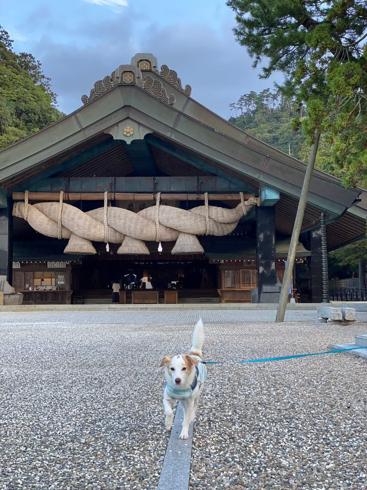 出雲大社神楽殿犬