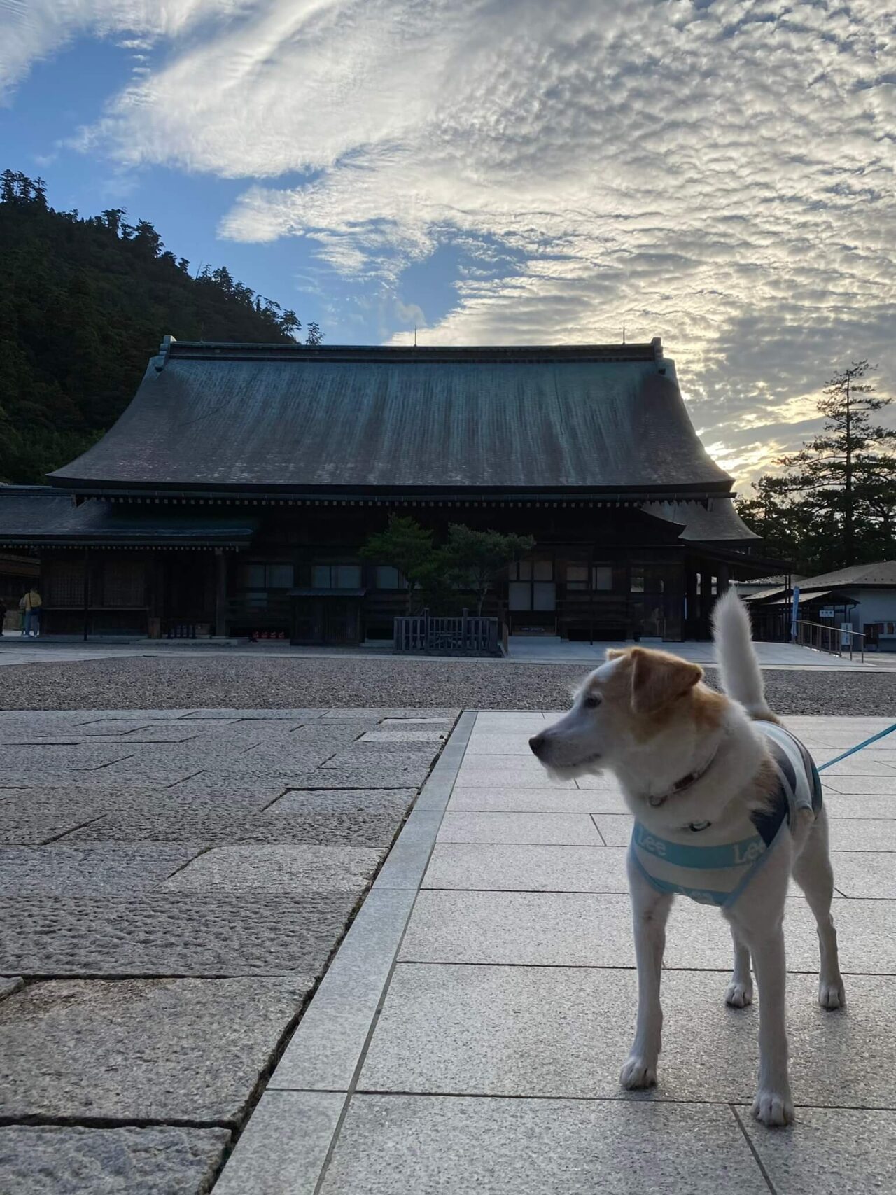 出雲大社犬