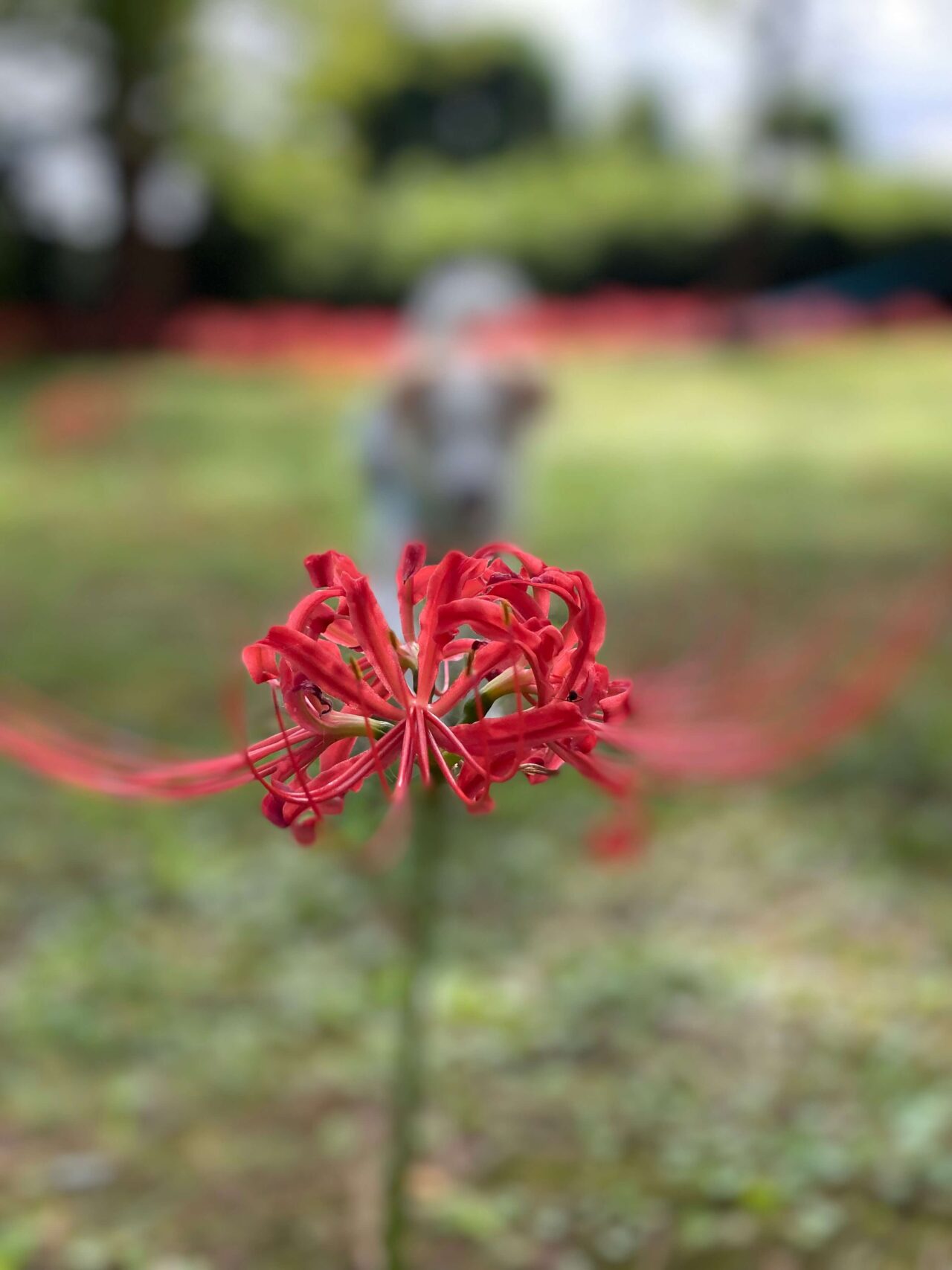 出雲大社犬