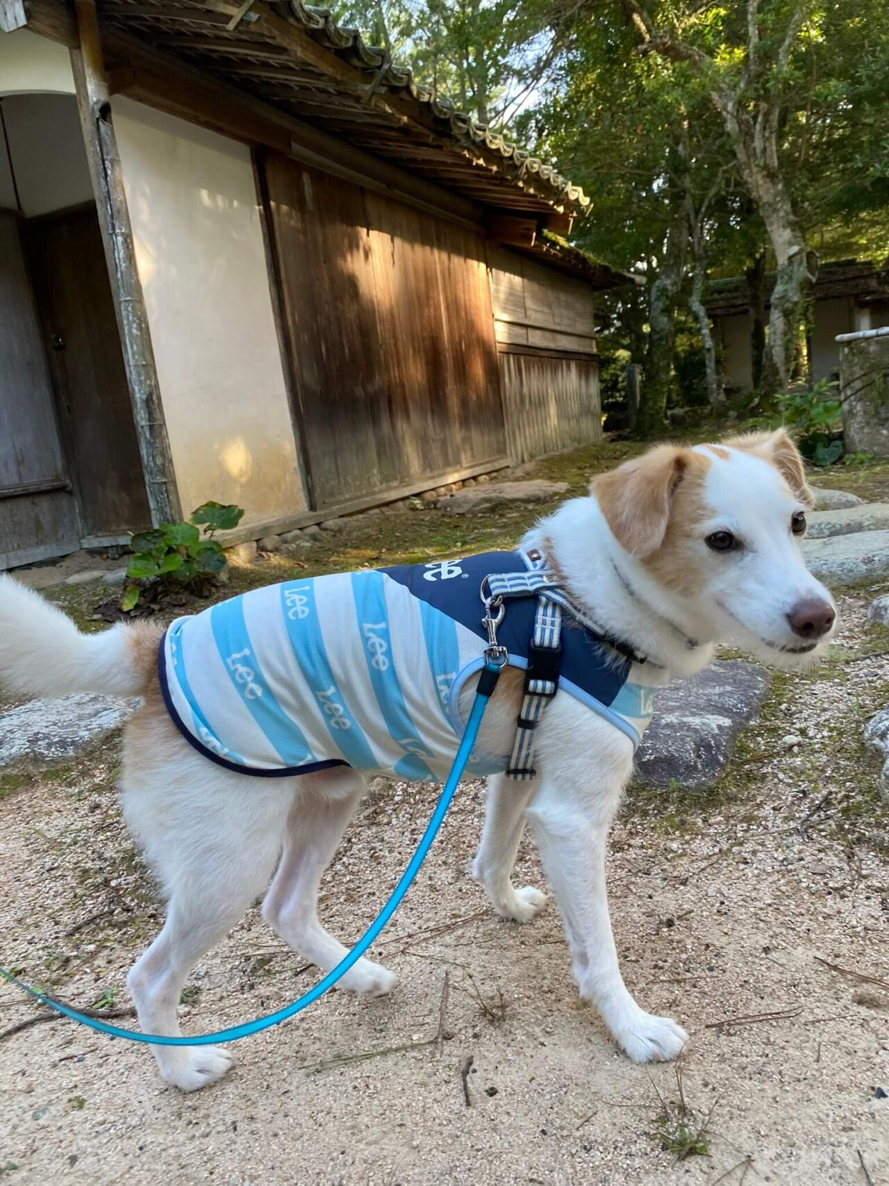 旧梨羽家茶室・花江茶亭・犬