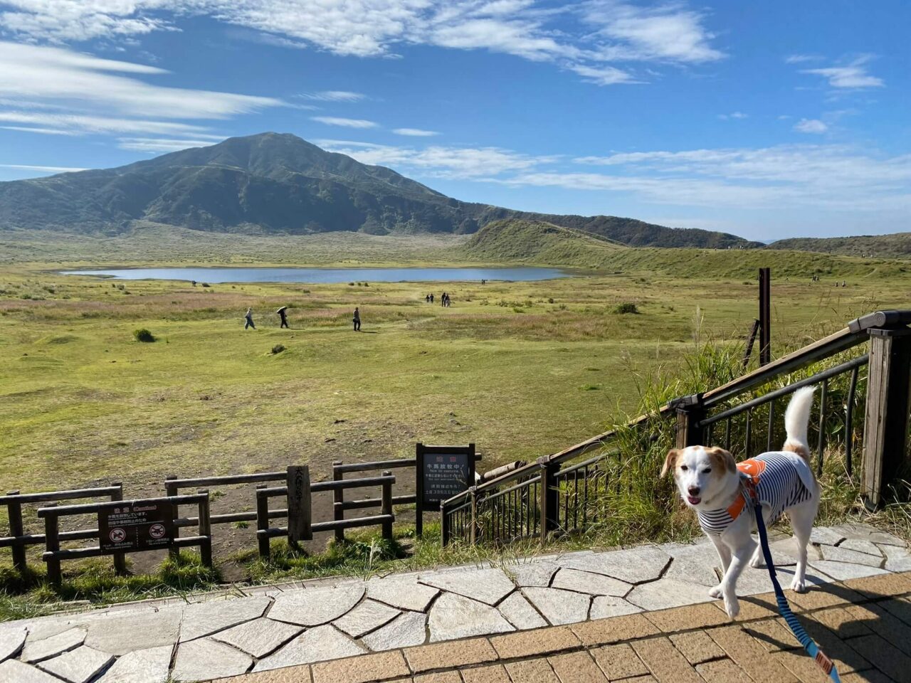 草千里ヶ浜犬