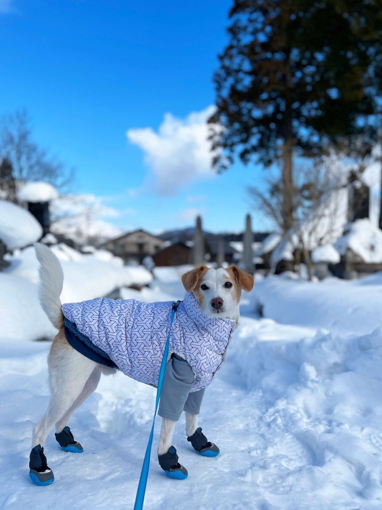 白馬犬