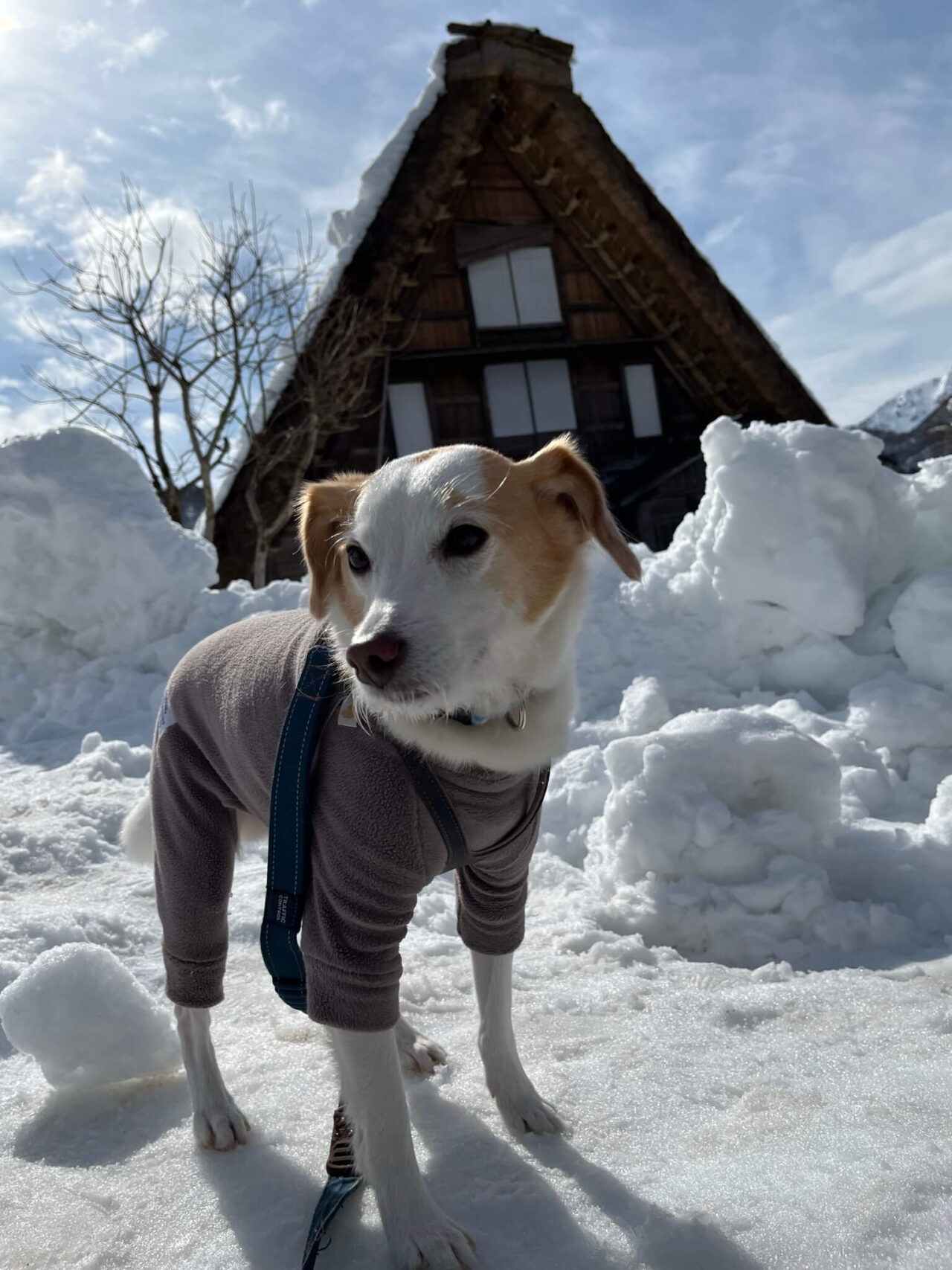 白川郷犬