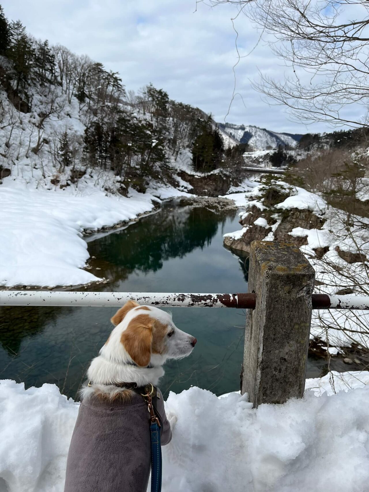 白川郷犬