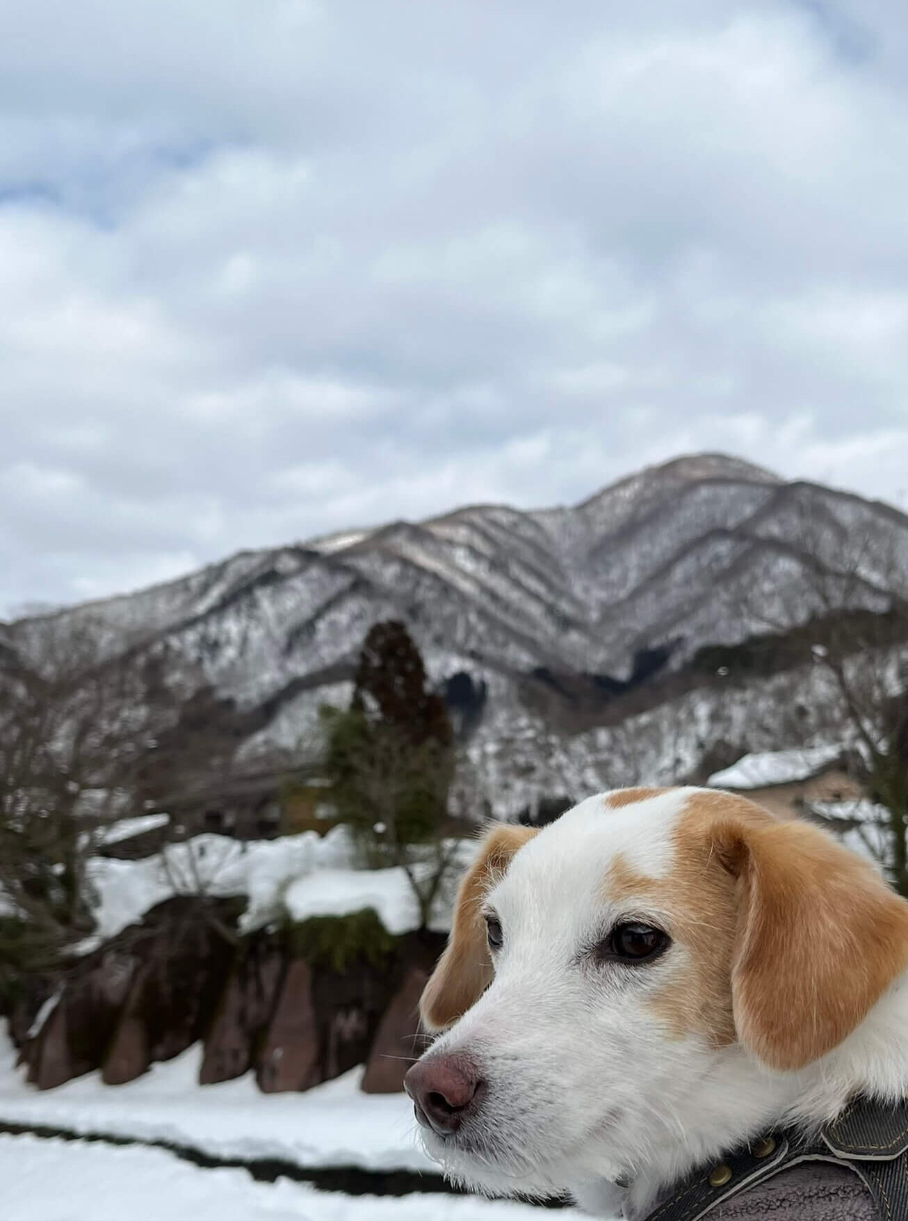 犬とおでかけドギゴー