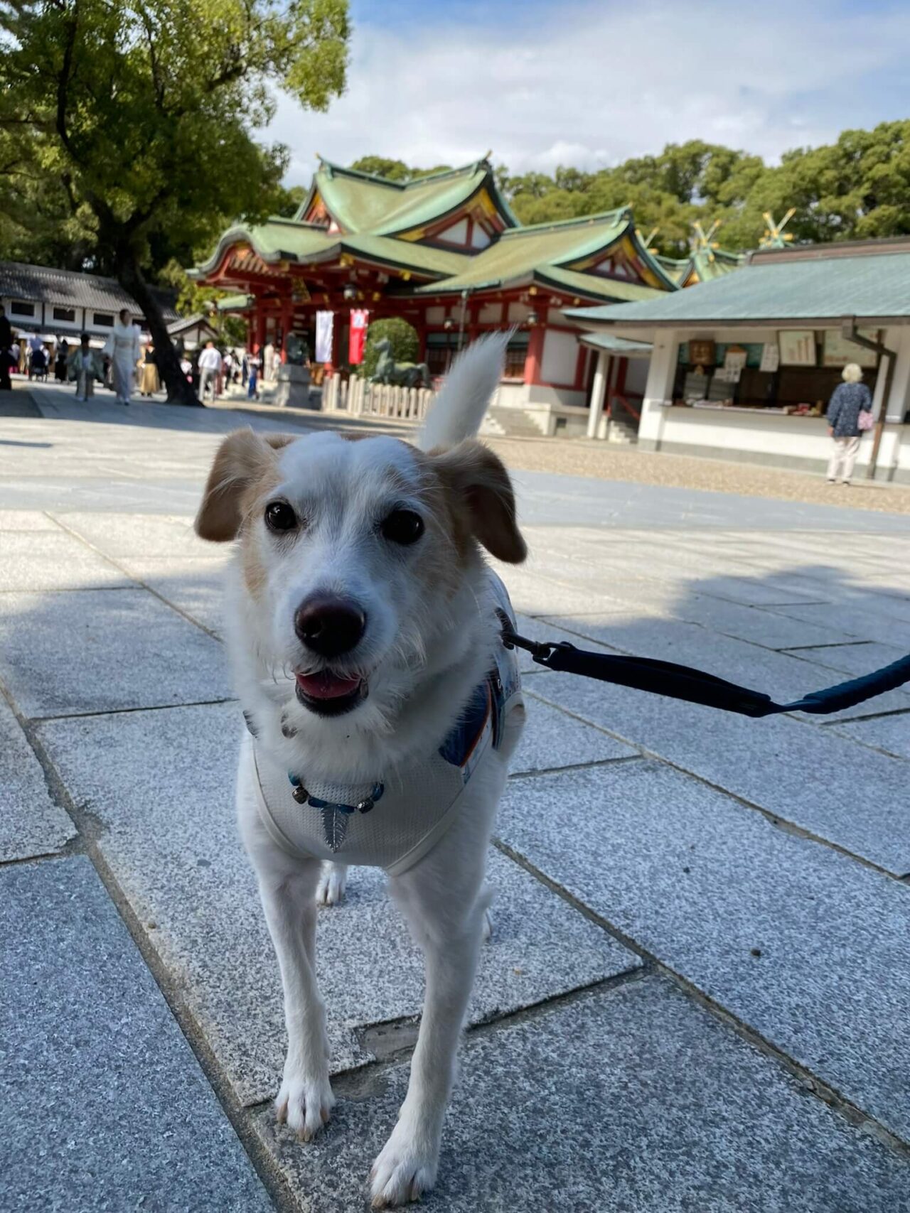 西宮神社犬