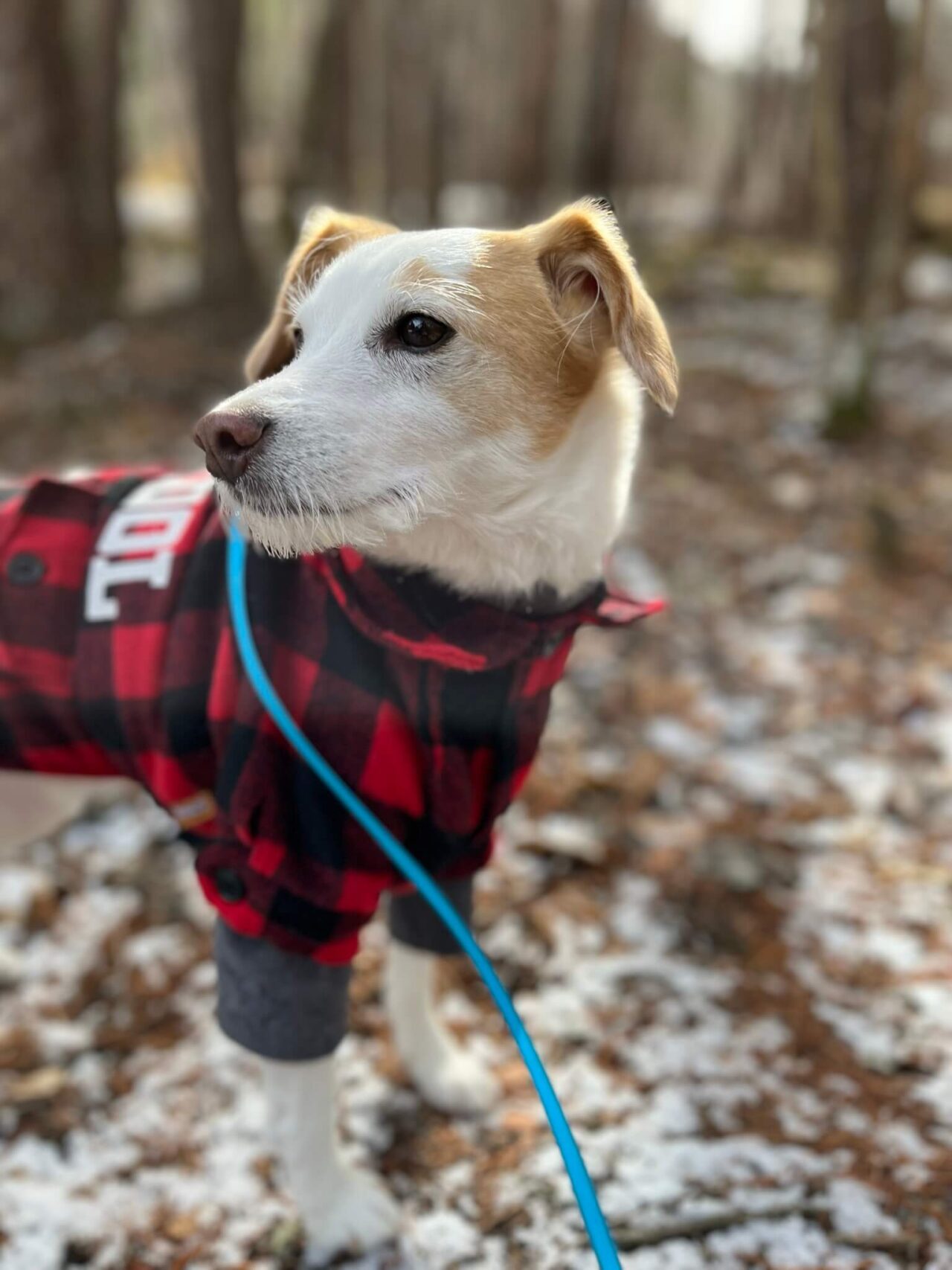 犬とおでかけドギゴー