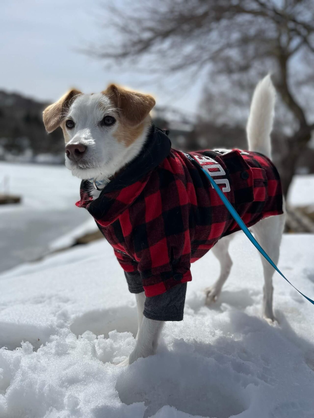 白樺湖雪犬