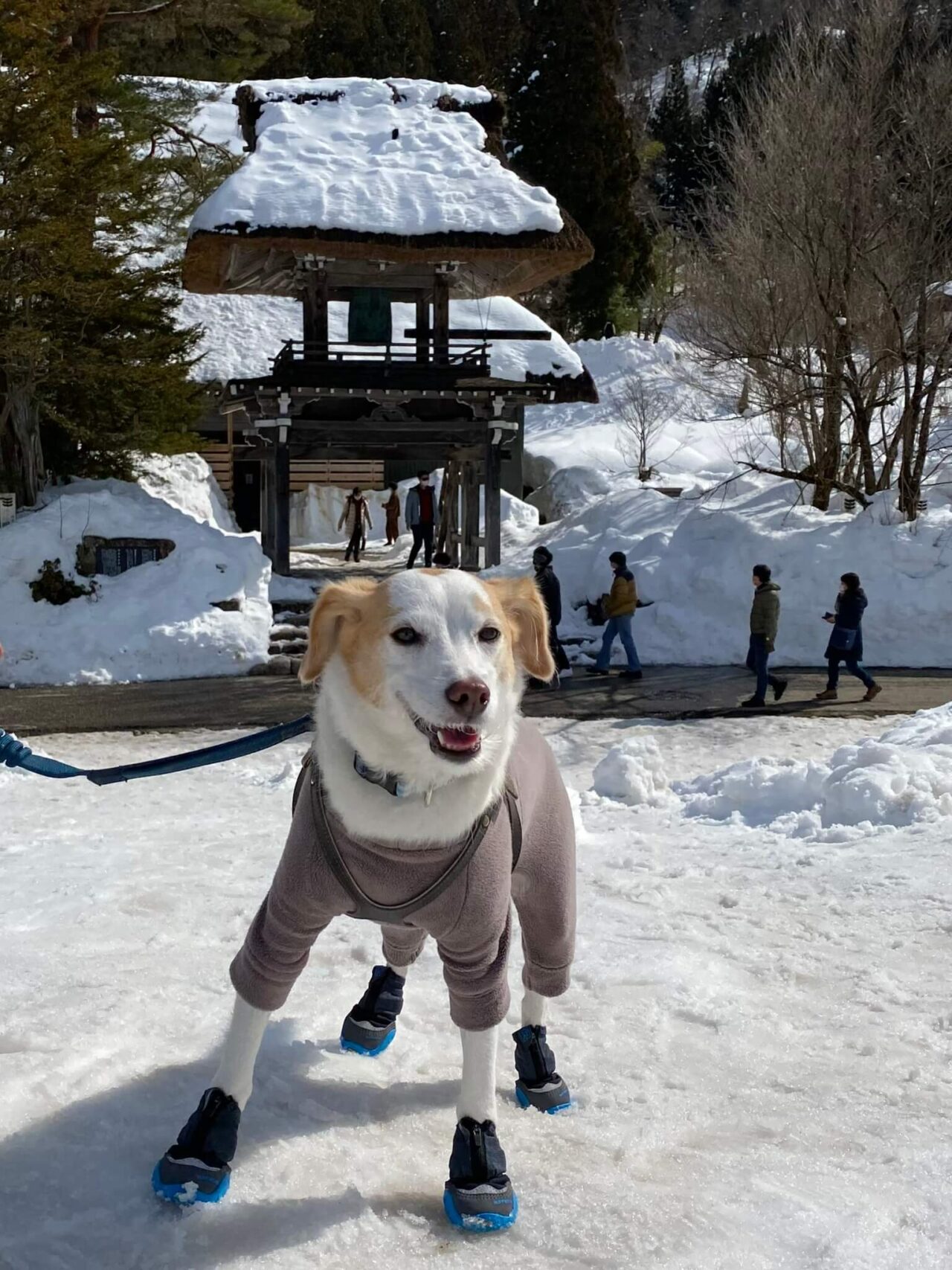 白川郷犬