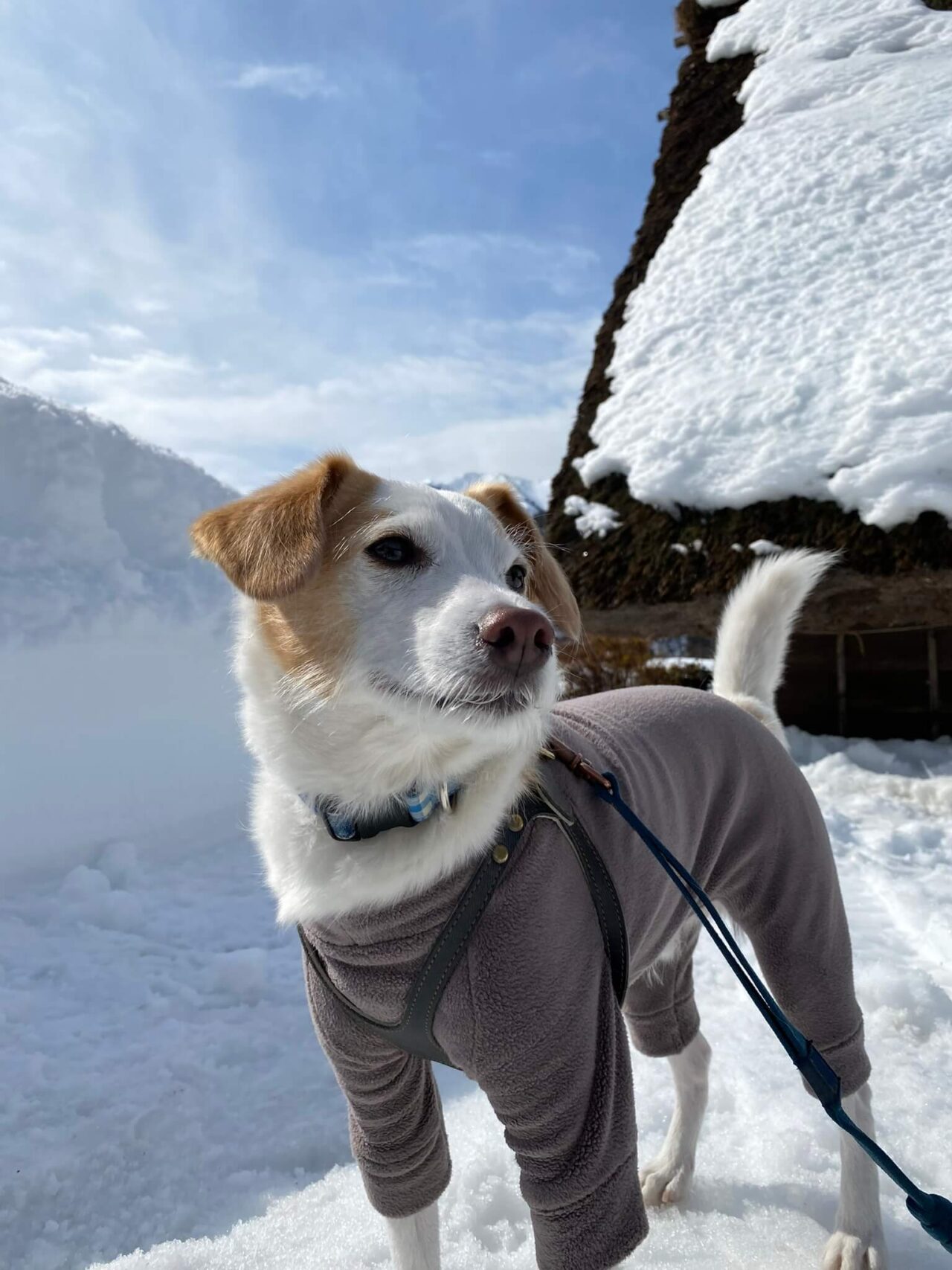 白川郷犬