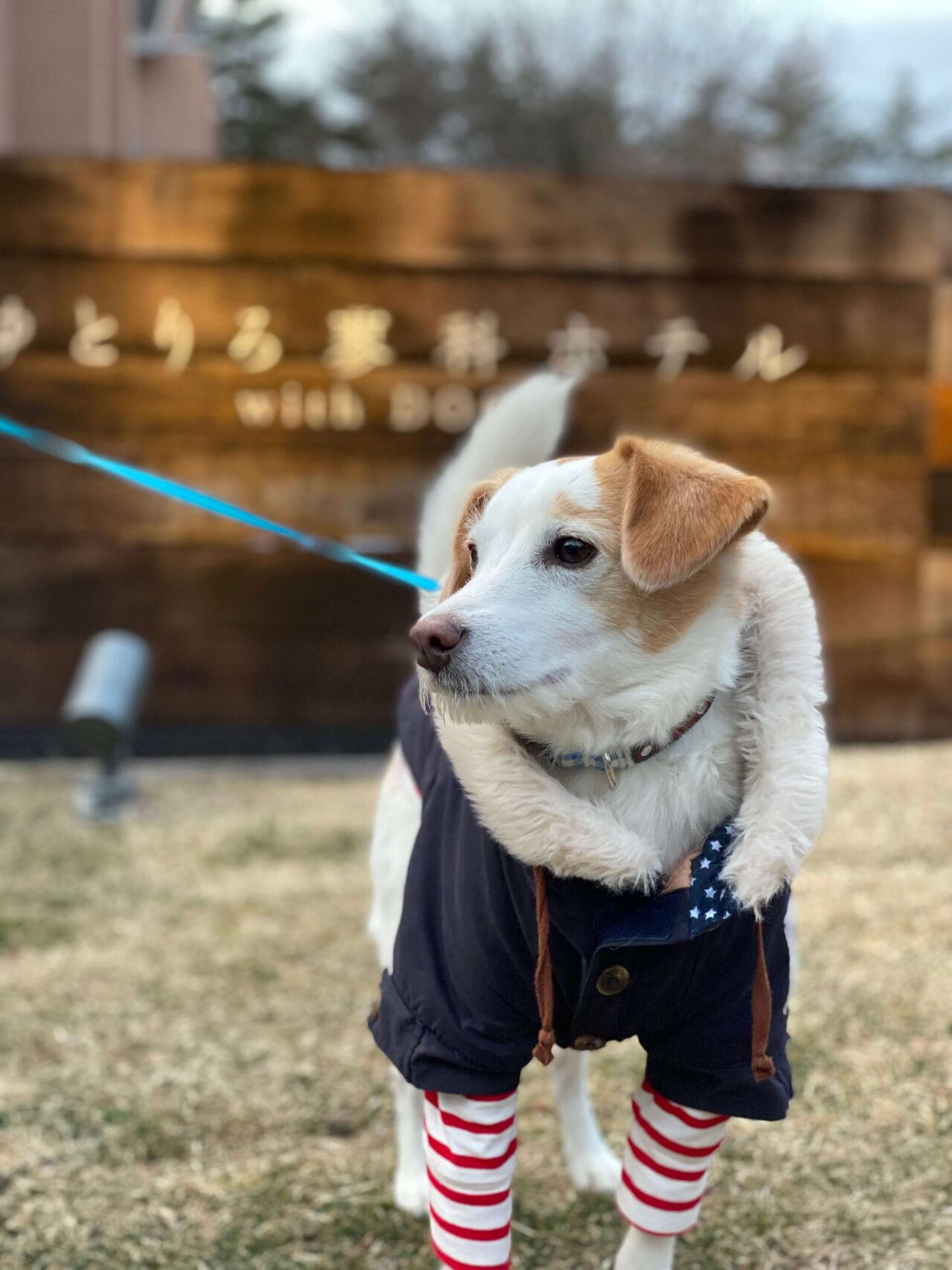 ゆとりろ蓼科犬