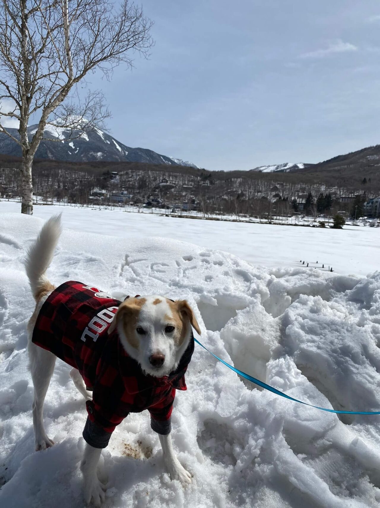 白樺湖犬