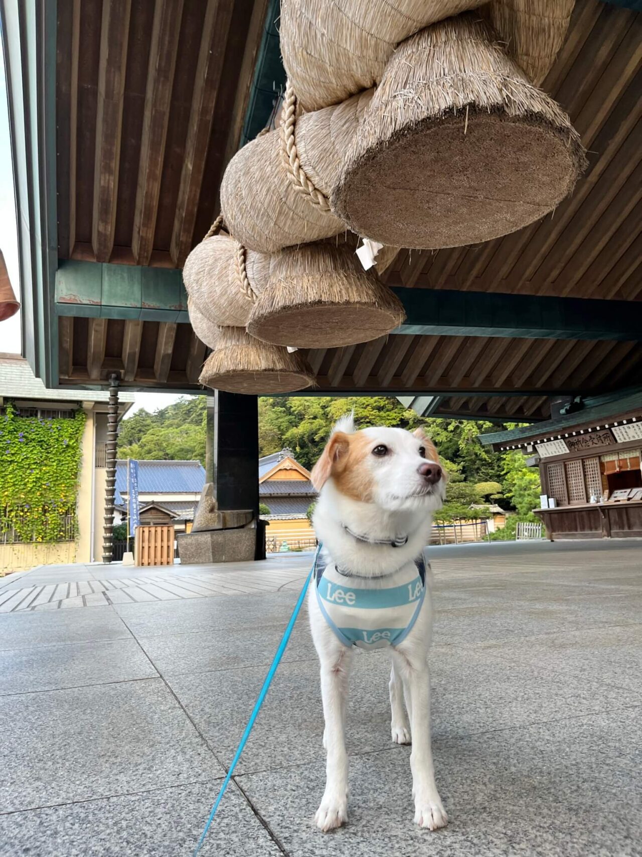 出雲大社神楽殿犬