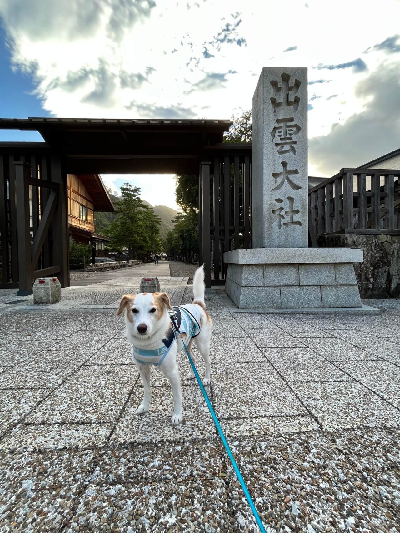 出雲大社犬