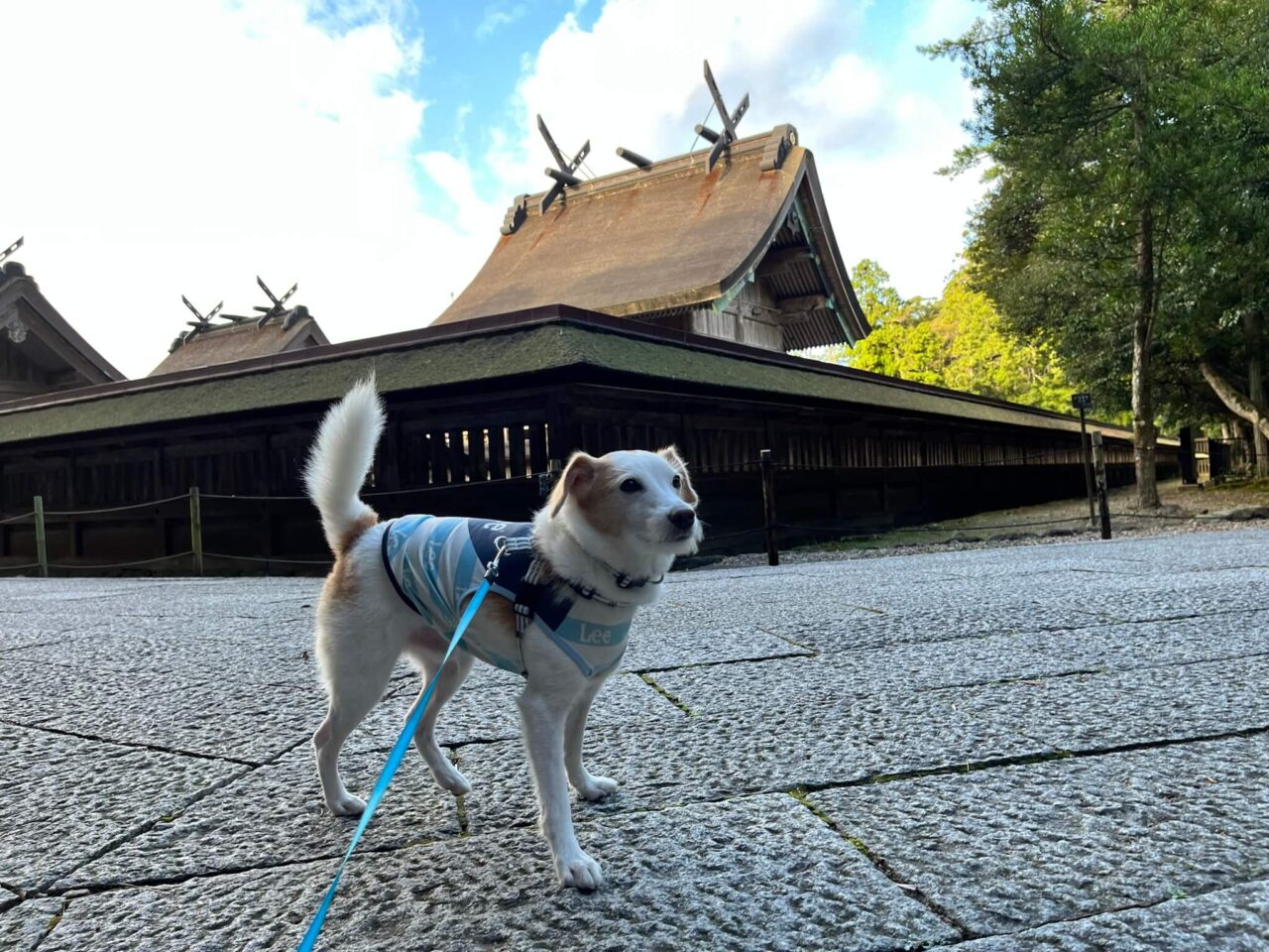 出雲大社御本殿（国宝）犬