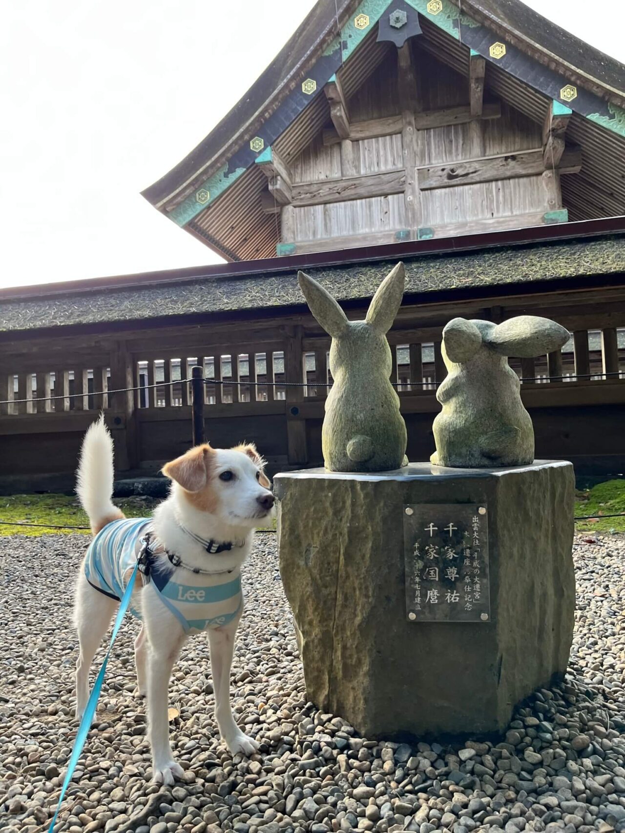 出雲大社犬