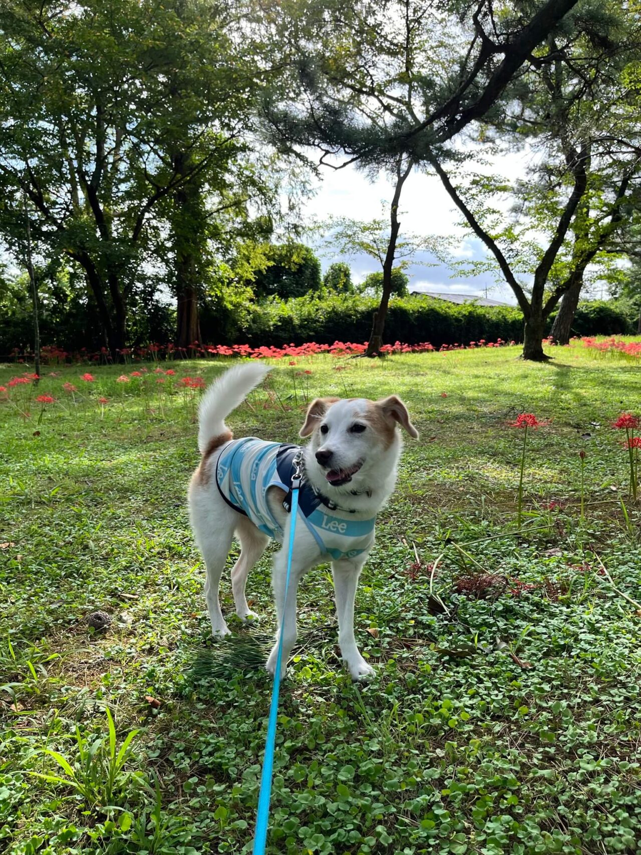 出雲大社犬