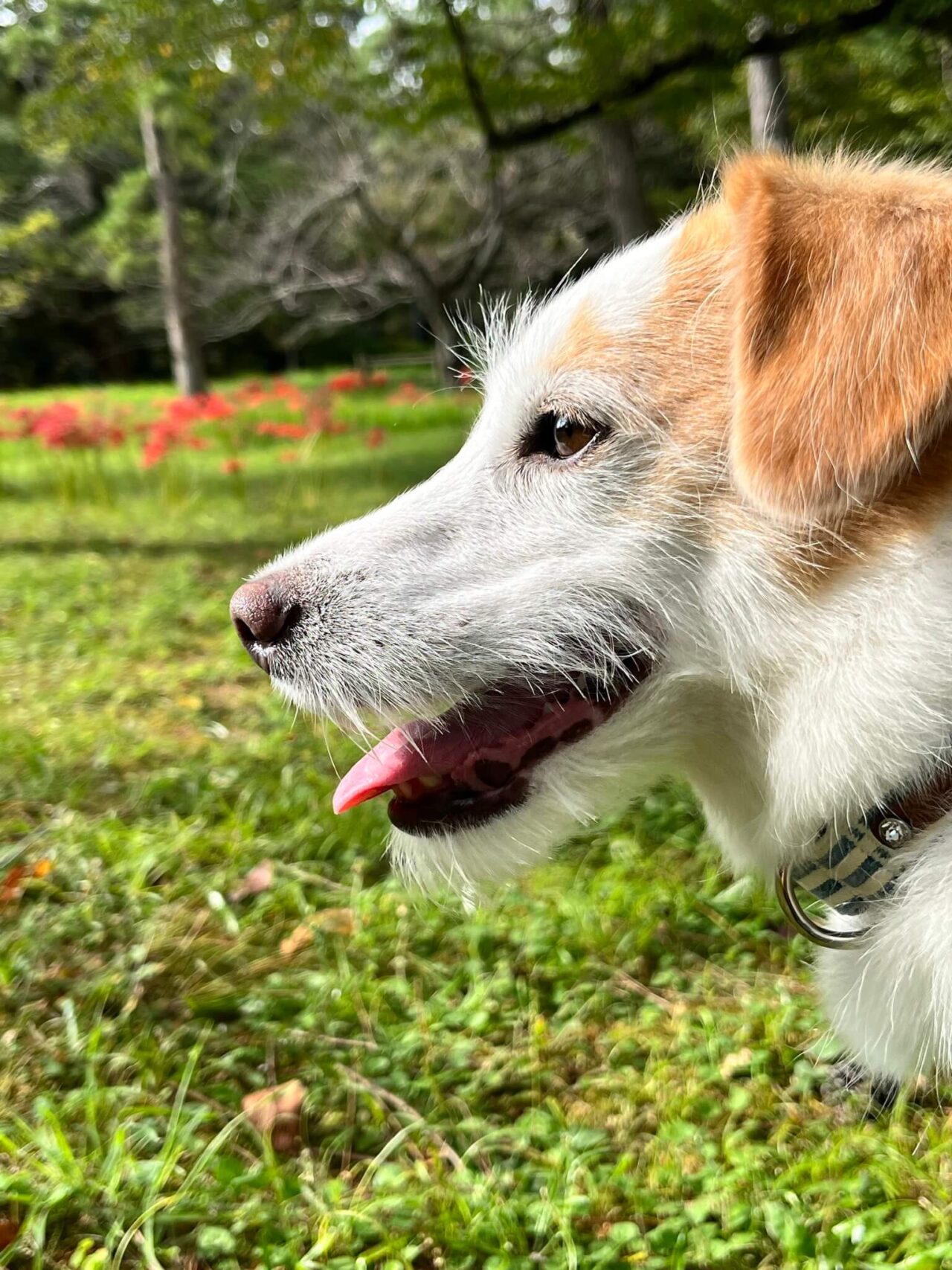 出雲大社犬