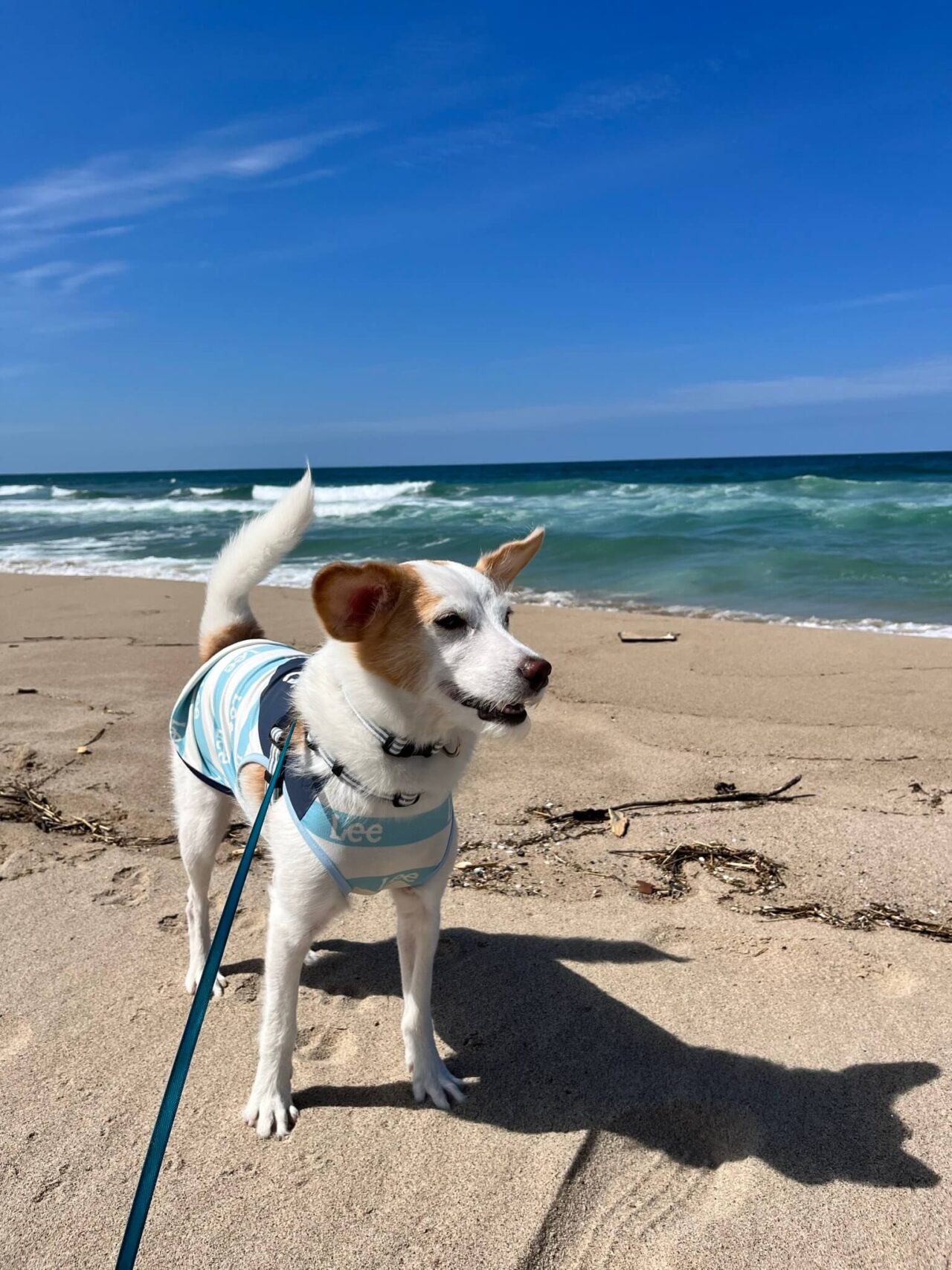 波子海水浴場犬