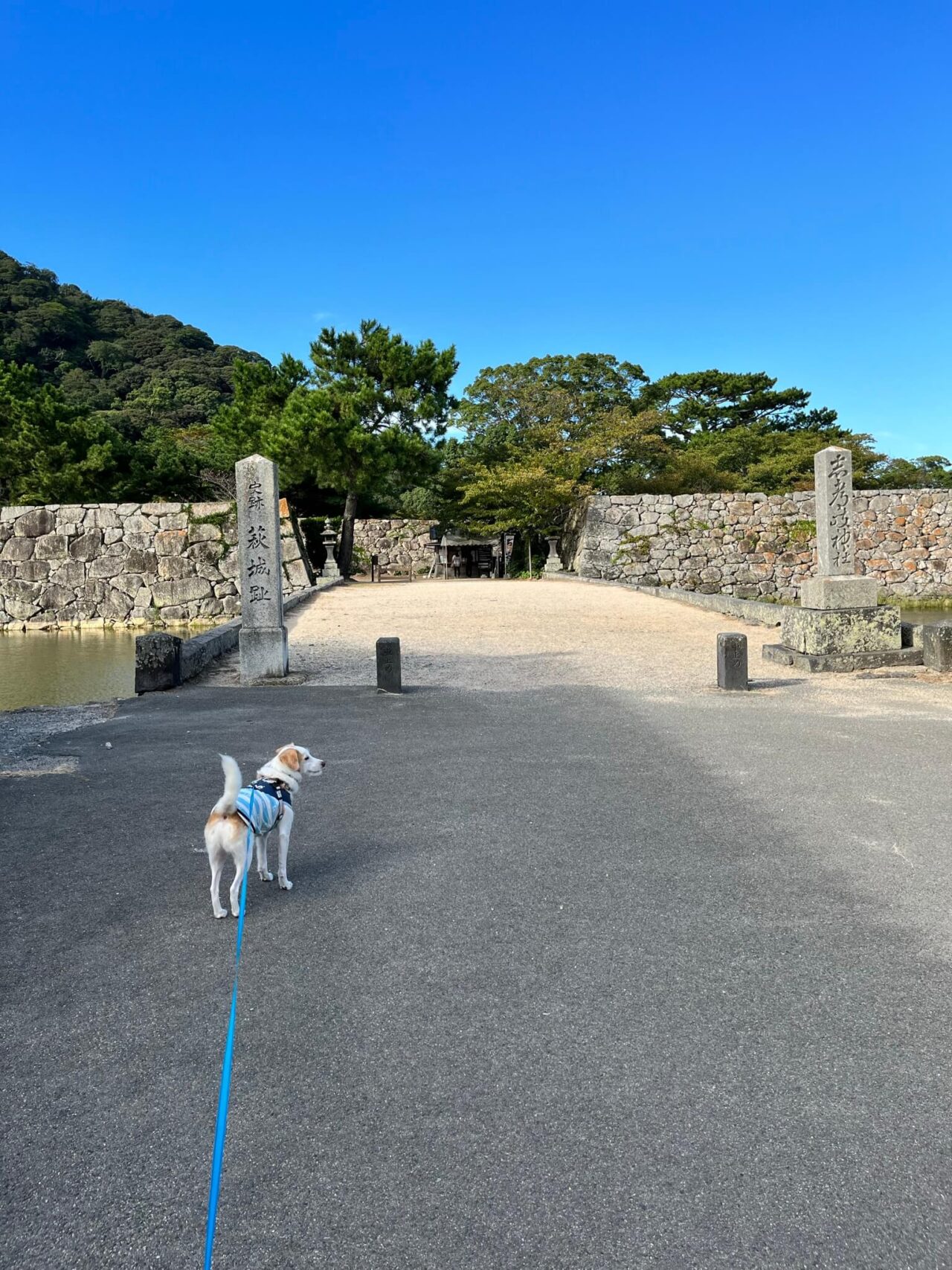 萩城跡指月公園犬