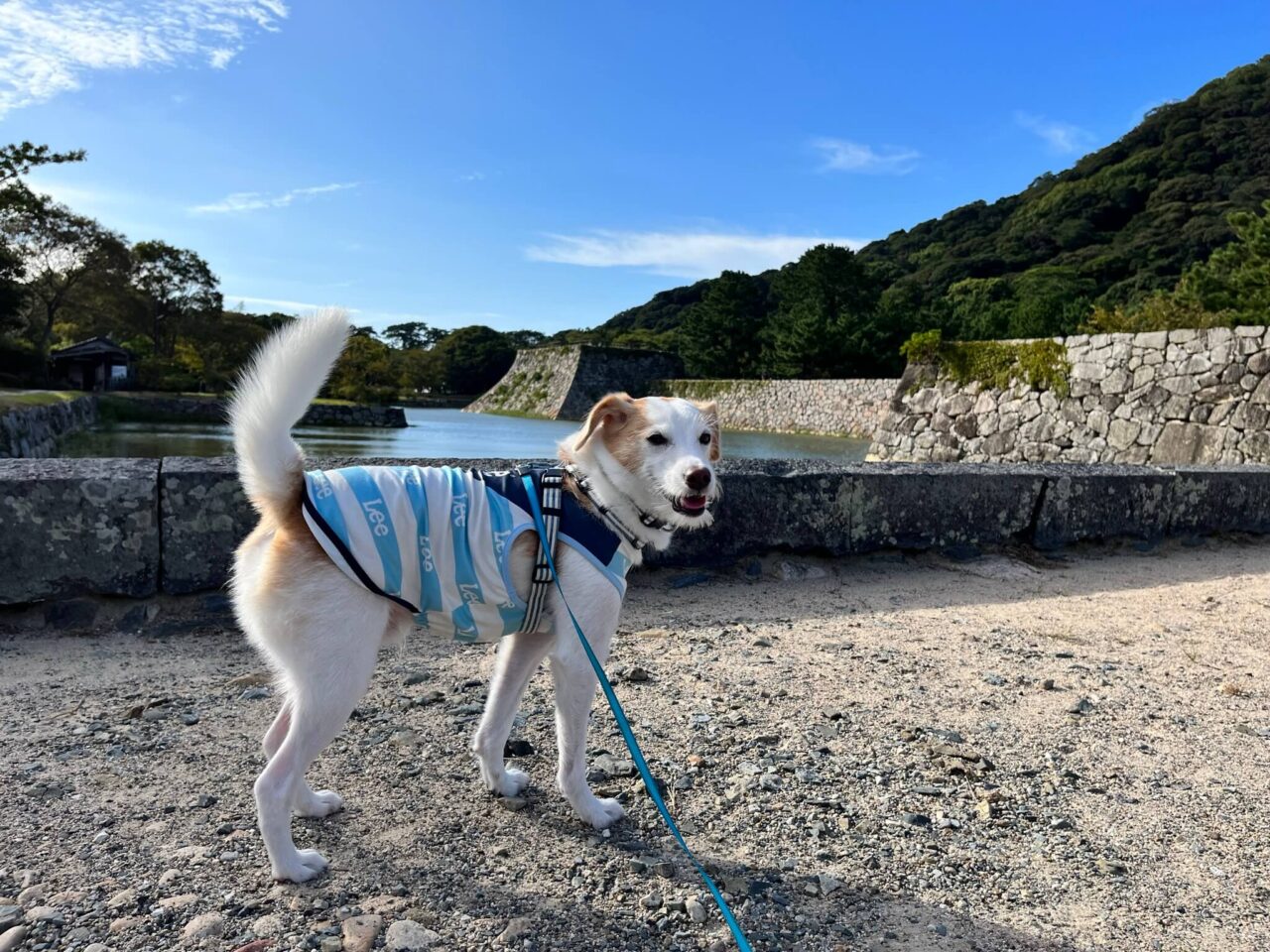 萩城跡指月公園犬