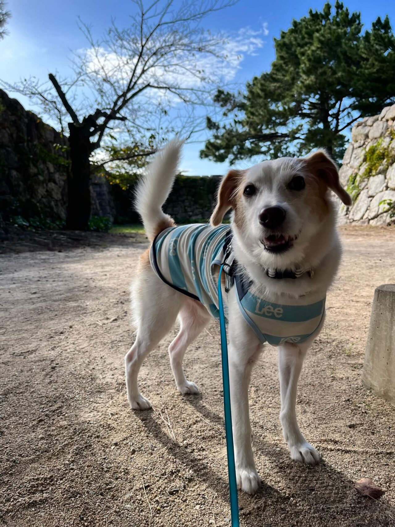 萩城跡指月公園犬