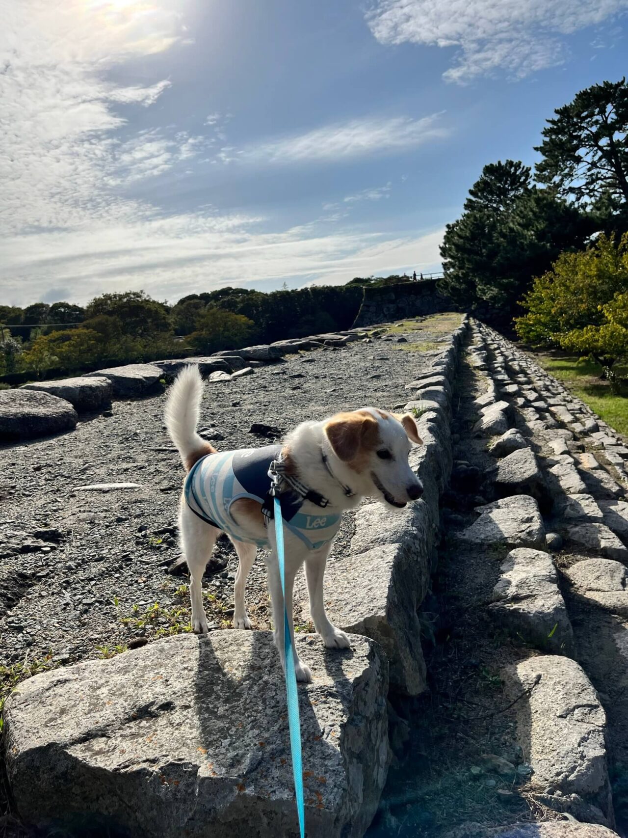 萩城跡指月公園犬