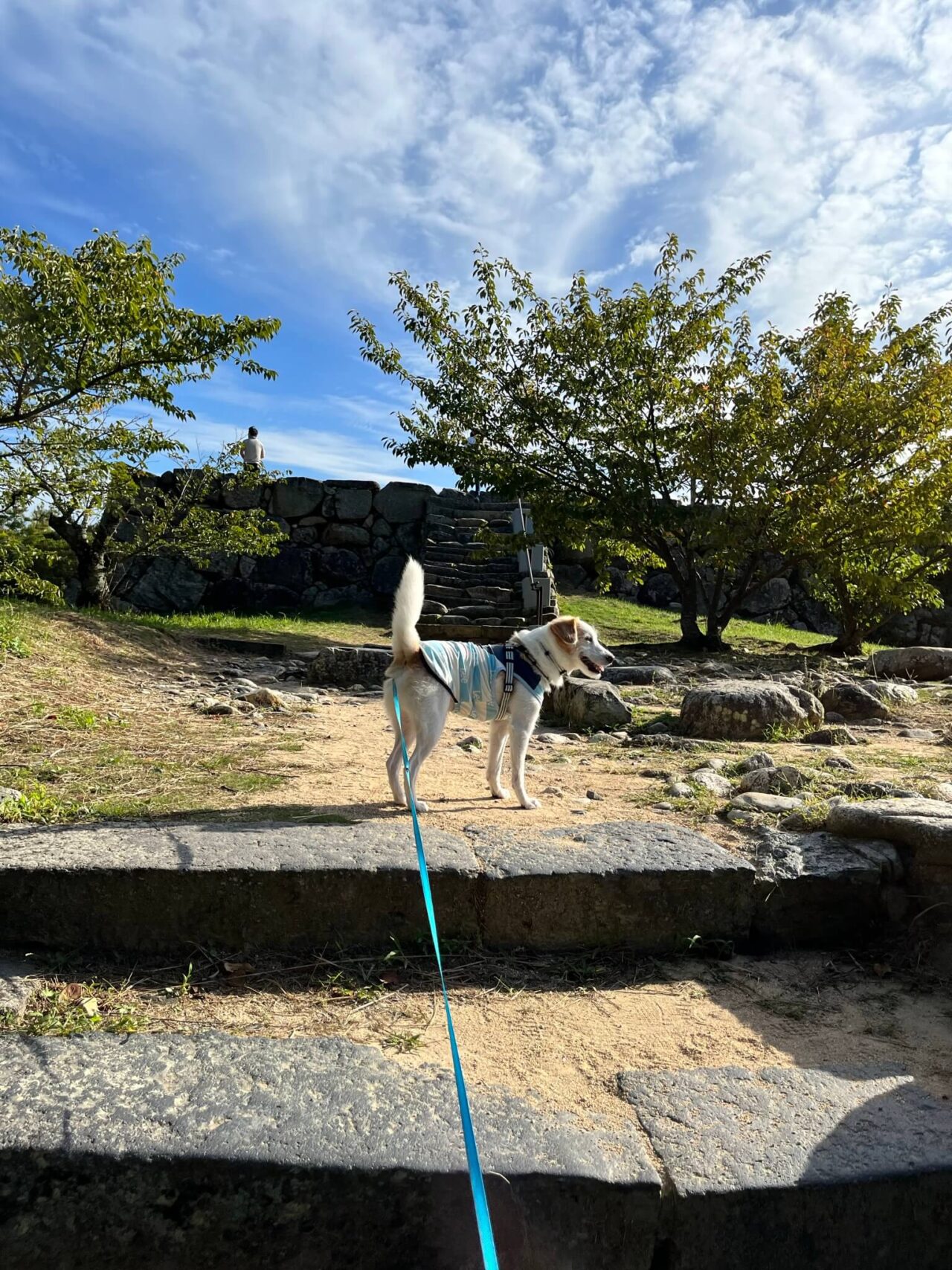 萩城天守閣跡犬