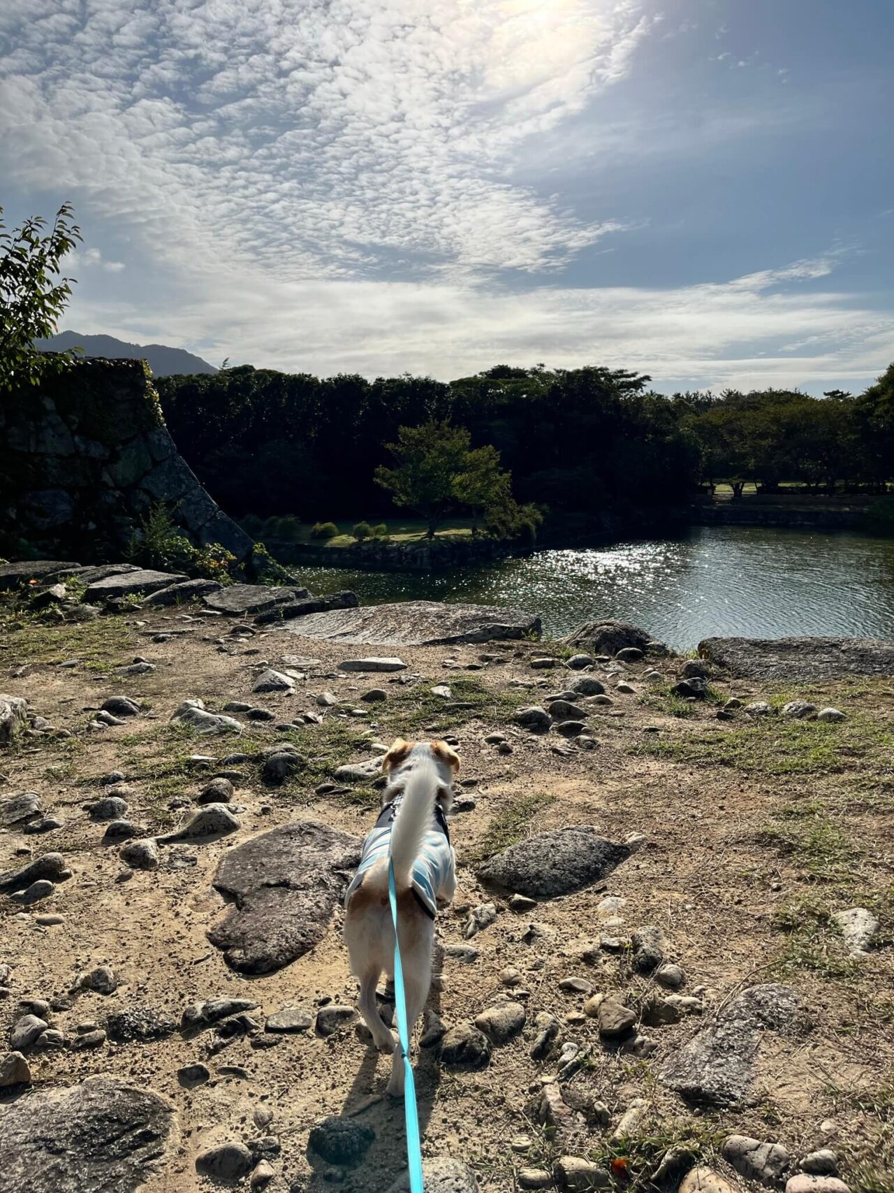 萩城天守閣跡犬