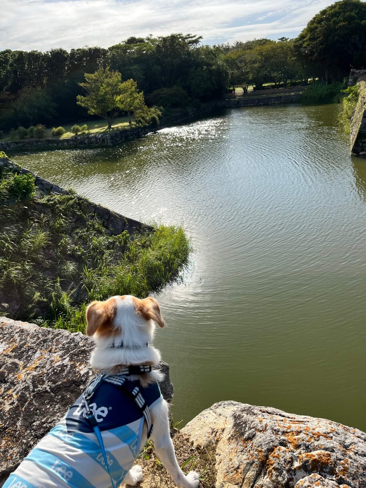 萩城天守閣跡犬