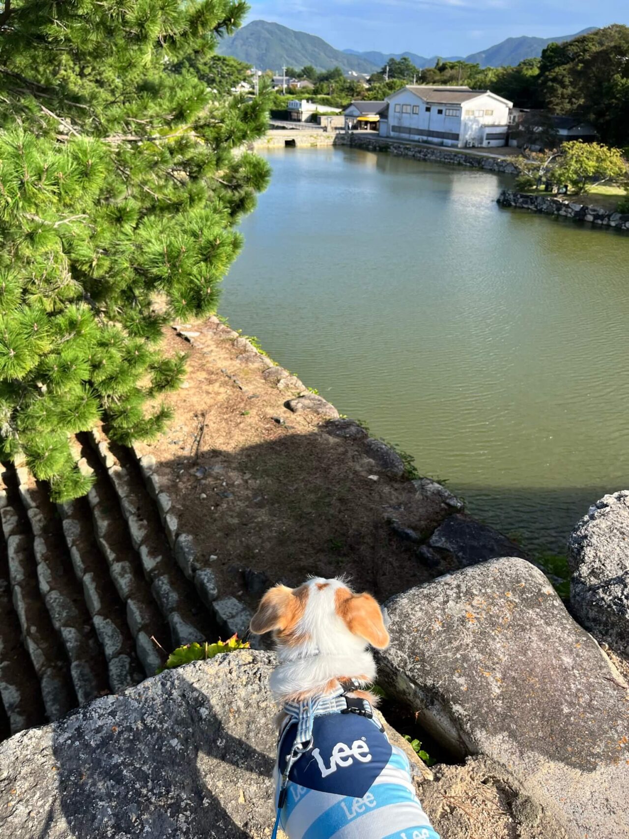 萩城天守閣跡犬