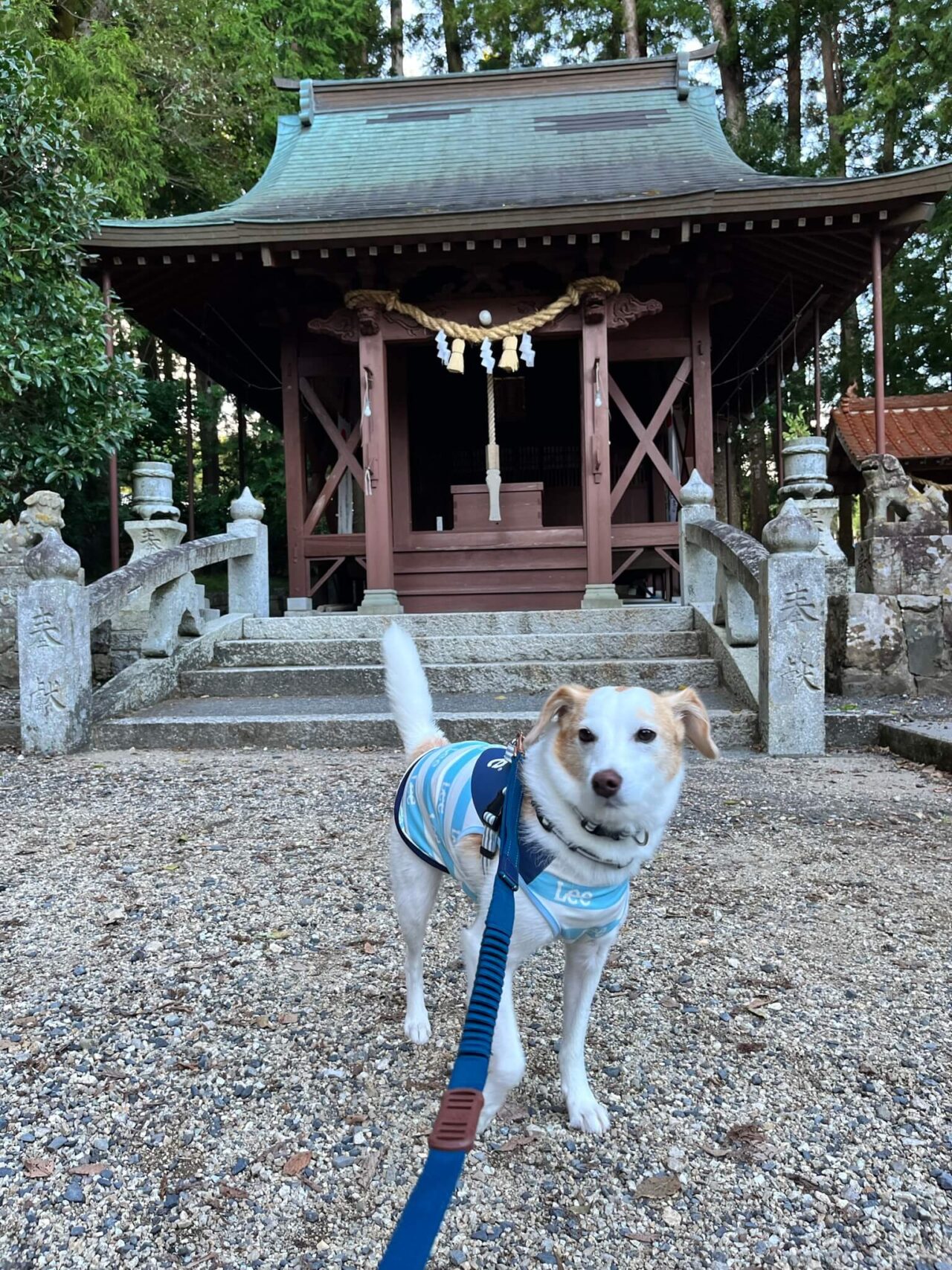 別府厳島神社犬