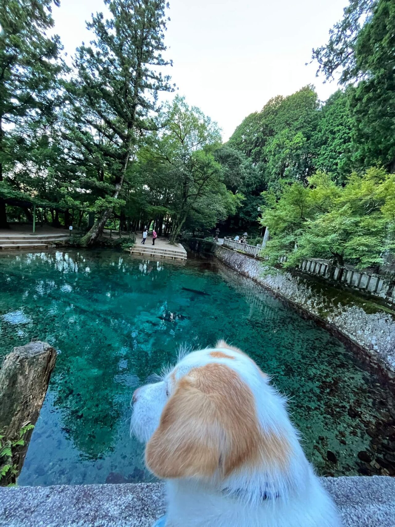 別府弁天池犬