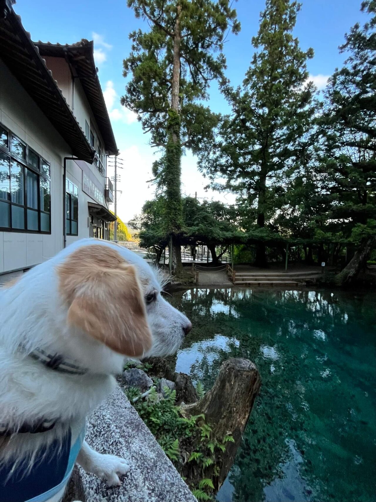 別府弁天池犬