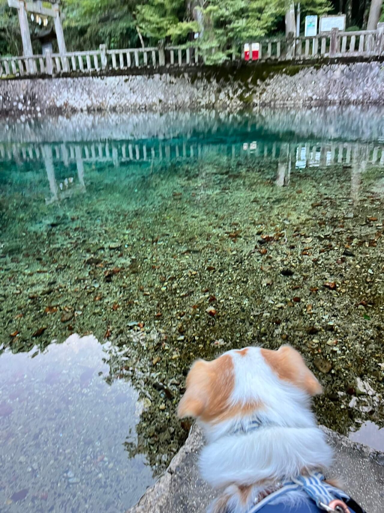 別府弁天池