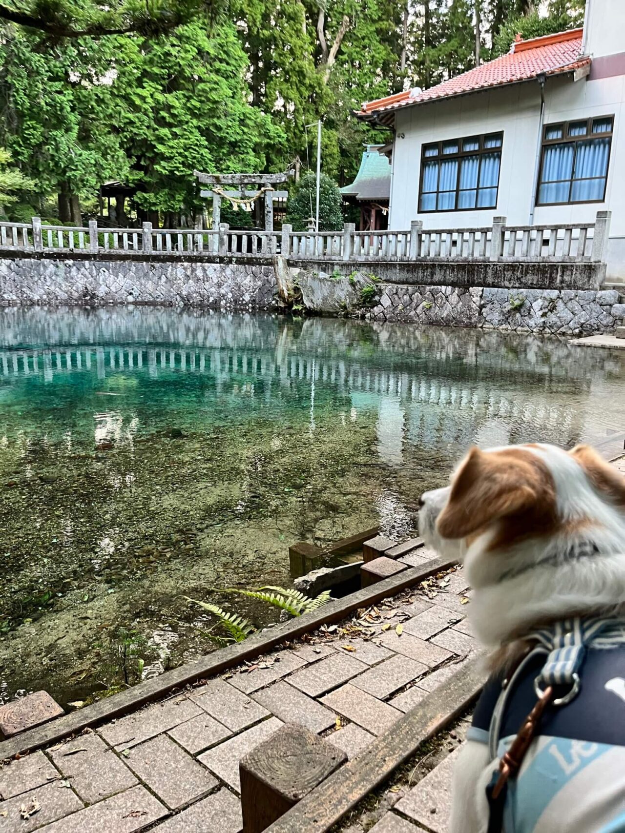 別府弁天池