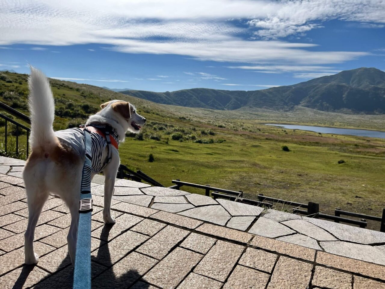 草千里ヶ浜犬