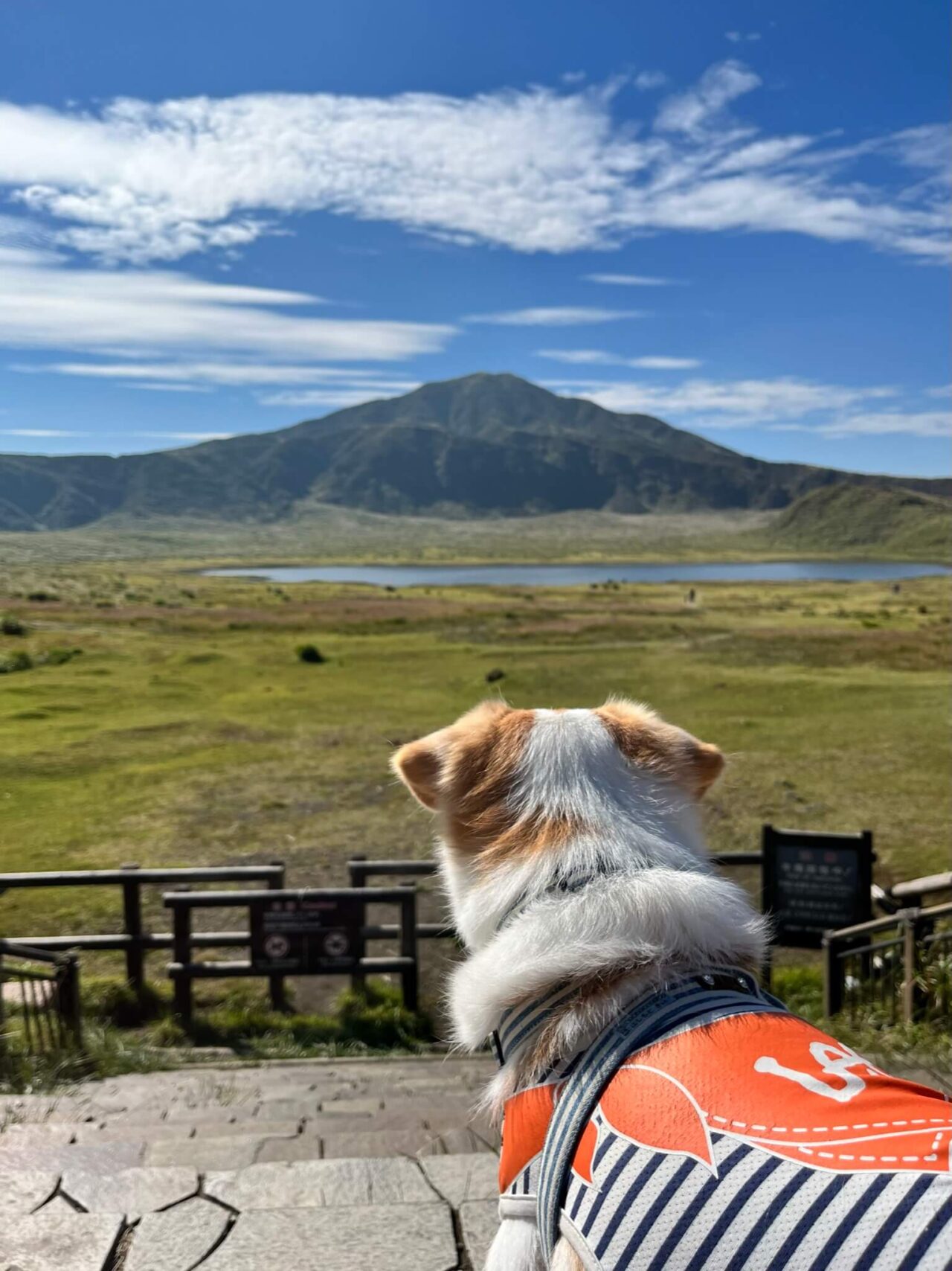 草千里ヶ浜犬