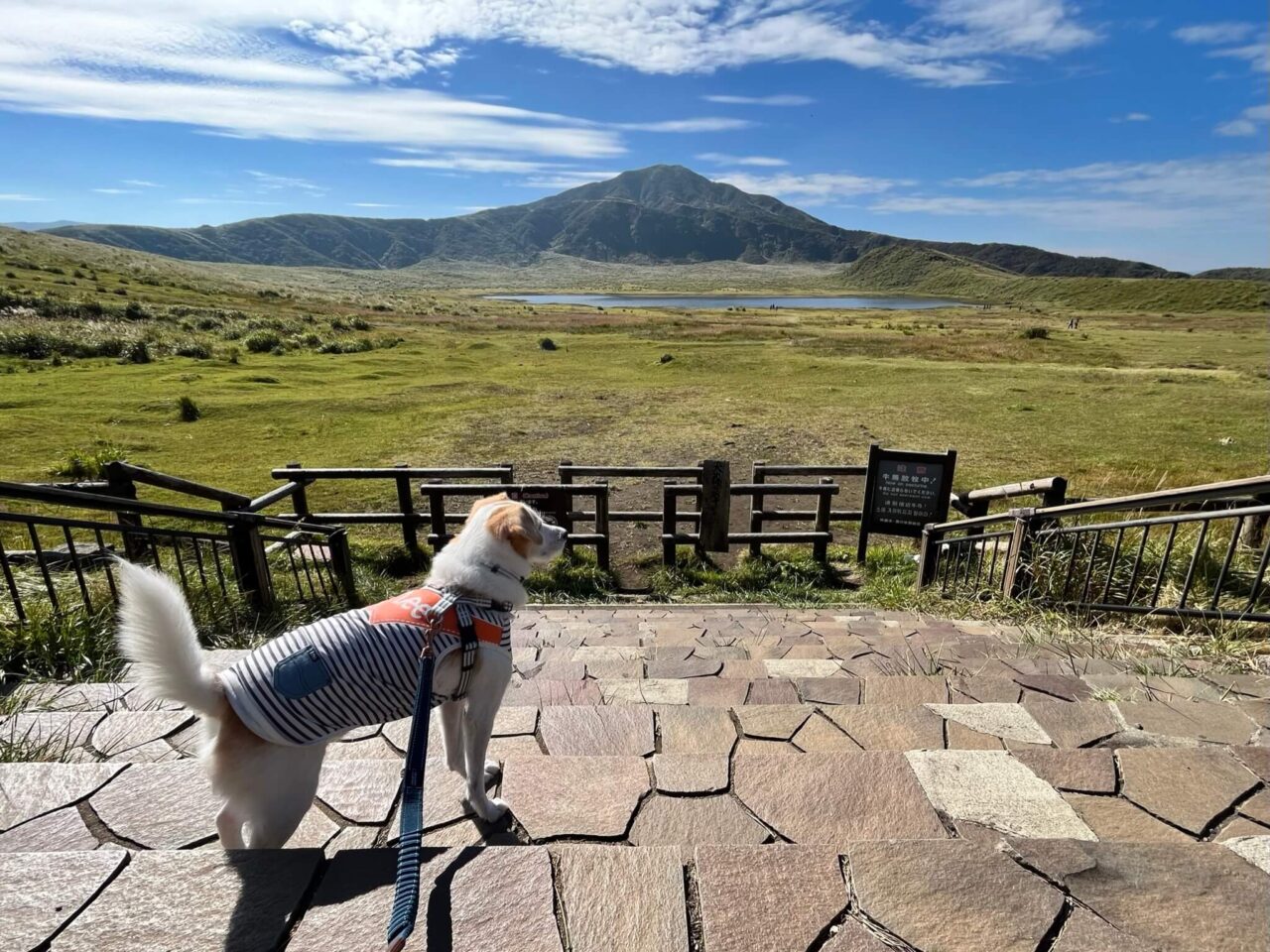 草千里ヶ浜犬