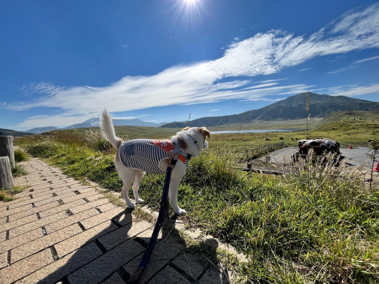 草千里ヶ浜犬