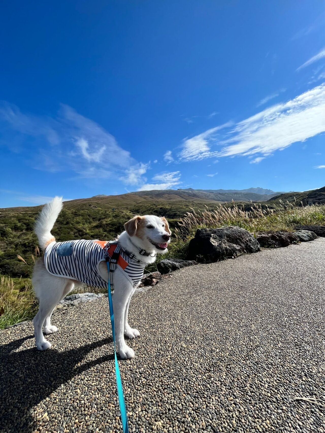 阿蘇山犬