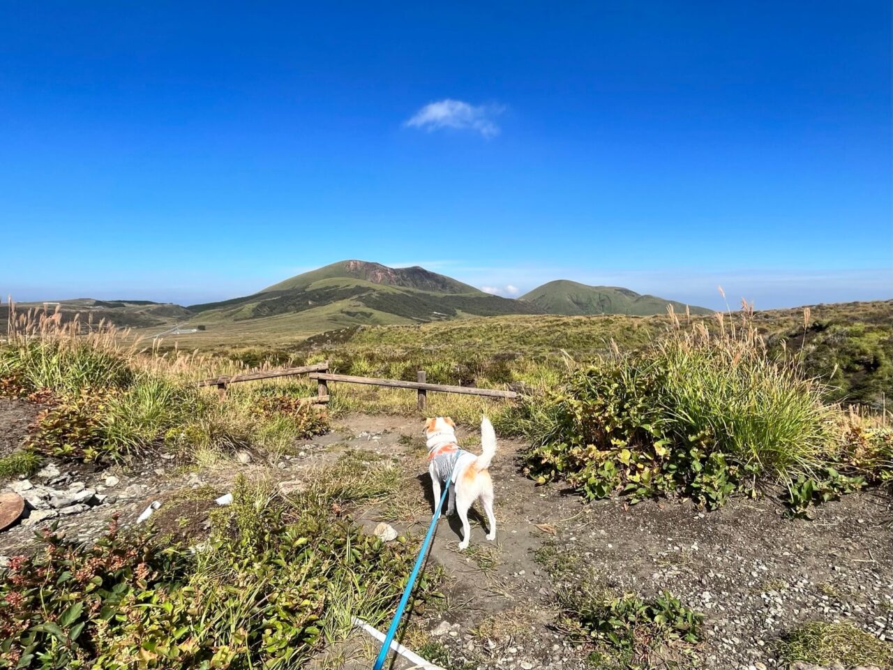 阿蘇山上広場犬