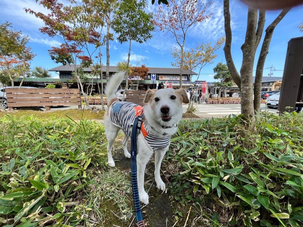 道の駅阿蘇犬