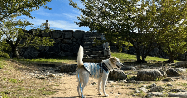 萩城跡犬