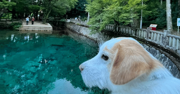 別府弁天池犬