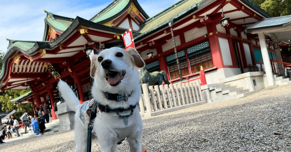 西宮神社犬