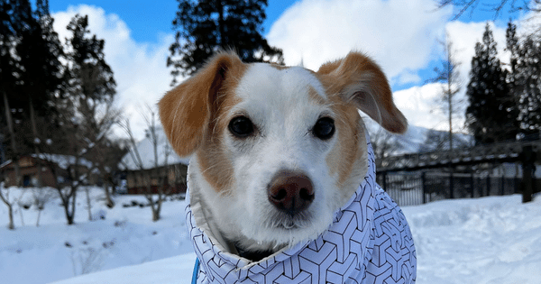 雪と犬